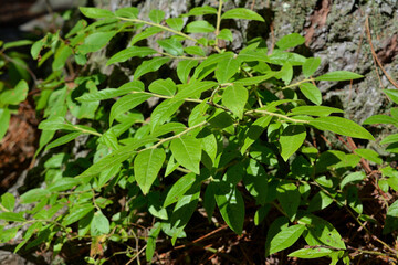 A small leafy plant with vibrant green leaves growing at the base of a tree in a forest