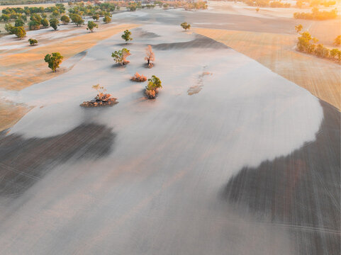 Burnt trees and crops in a scorched field