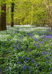 Sunlight shines through trees in bluebell woods stock photo