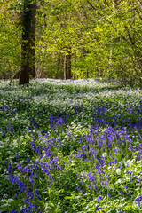 Sunlight shines through trees in bluebell woods stock photo
