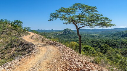 Dirt road winds through a forest landscape with a tree in the foreground.