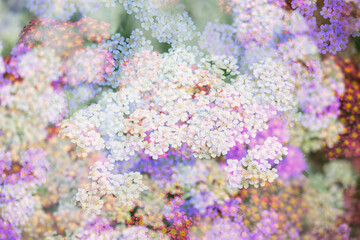 Close up of Flower Field with Yarrow Flowers in Various Shades 