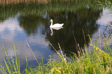 A white swan is swimming in a pond