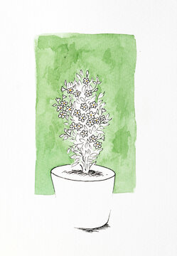 Botanical Illustration of a Rocktrumpet flower 