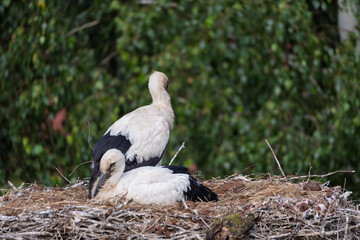 Two birds are sitting on a nest
