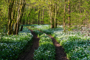 Sunlight shines through trees in bluebell woods stock photo