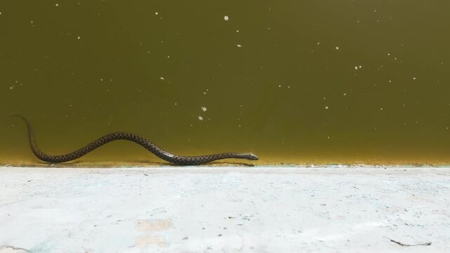 Top-down view of a Dice Snake of Water Snake (Natrix tessellata) swimming on the surface of the water along a concrete wall