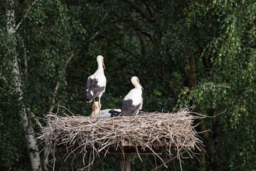 Two birds are sitting on a nest