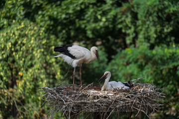Two birds are standing on a nest
