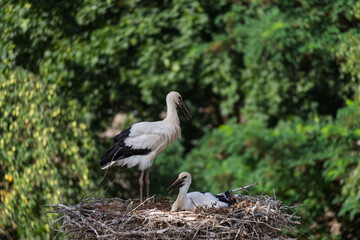Two birds are standing on a nest