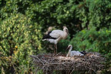 Two birds are sitting on a nest