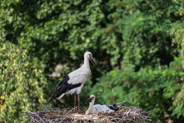 Two birds are standing on a nest