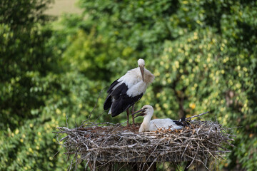 Two birds are sitting on a nest