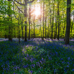 Sunlight shines through trees in bluebell woods stock photo