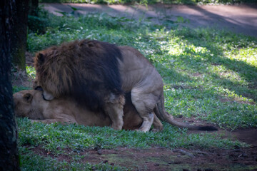 Mating moment between a lion and a  lioness under the shady territory.