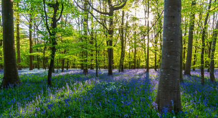 Sunlight shines through trees in bluebell woods stock photo