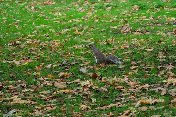 A squirrel is walking through a field of leaves