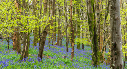 Sunlight shines through trees in bluebell woods stock photo