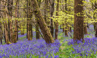 Sunlight shines through trees in bluebell woods stock photo
