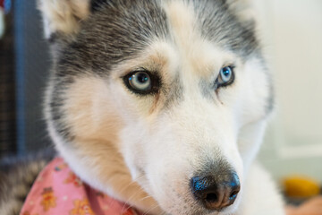 A dog with a pink sweater on and blue eyes