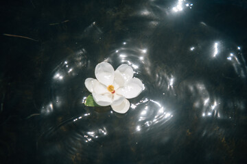 Flower Floating on Water with Sunlight