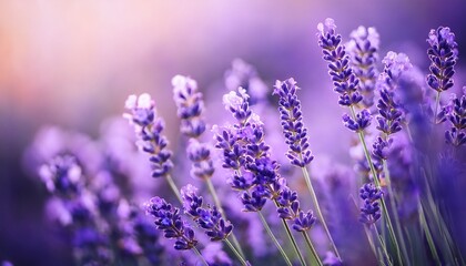 Obraz premium dreamy macro shot of lavender flowers in soft light