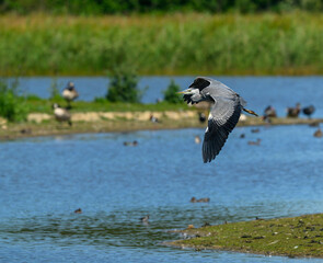 A grey heron soars above serene waters surrounded by vibrant greenery, showcasing its wings against a clear sky. Ducks and other birds are visible in the background