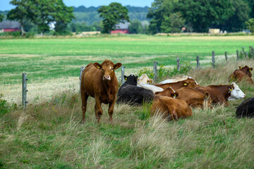 A brown cow watches over a group of cows resting in a lush green pasture. This serene setting...