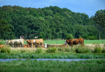 Cows are peacefully grazing in a vibrant green pasture by a serene water body surrounded by trees under a clear blue sky. The day is bright and warm, showcasing a picturesque rural setting