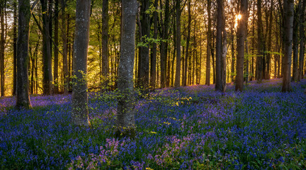Sunlight shines through trees in bluebell woods stock photo