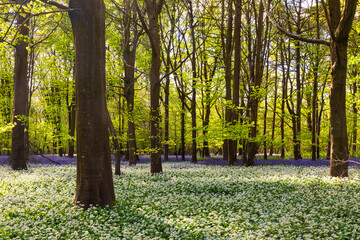 Sunlight shines through trees in bluebell woods stock photo