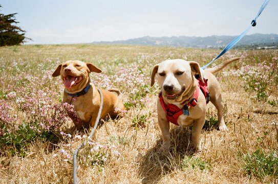 35mm film portrait dogs
