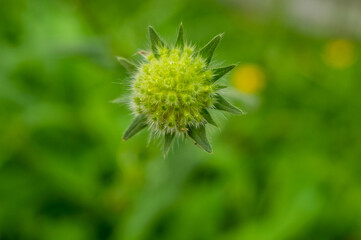 Close up of a green flower with a fuzzy texture