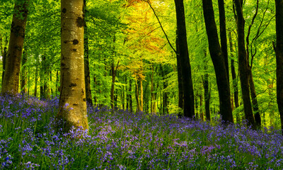 Bluebells in woods in Dorset with sunlight back-lighting the trees and flowers