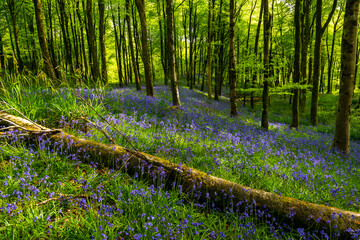 Bluebells in woods in Dorset with sunlight back-lighting the trees and flowers