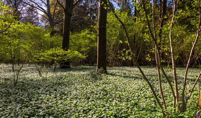 Sunlight shines through trees in bluebell woods stock photo
