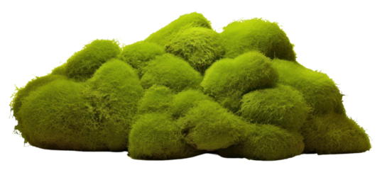 PNG Plant moss freshness broccoli.
