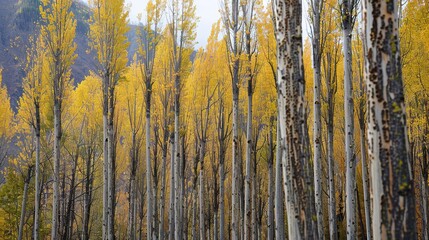 Naklejka premium Towering Poplar Trees: Fast-Growing Species with Slender Trunks, Fluttering Leaves, and Iconic Silhouettes, Thriving in Forests, Riverbanks, and Urban Landscapes, Capturing Natural Elegance for Arbori