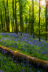 Bluebells in woods in Dorset with sunlight back-lighting the trees and flowers