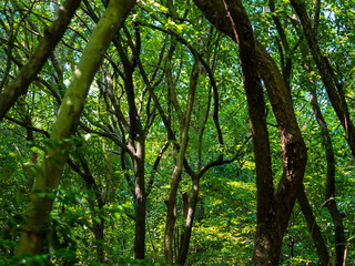 新緑に覆われた夏の森