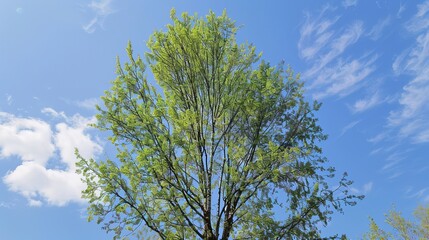 Obraz premium Towering Poplar Trees: Fast-Growing Species with Slender Trunks, Fluttering Leaves, and Iconic Silhouettes, Thriving in Forests, Riverbanks, and Urban Landscapes, Capturing Natural Elegance for Arbori
