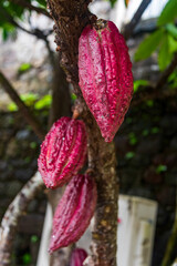 Grand Etang Lake in Grenaga in the Caribbean