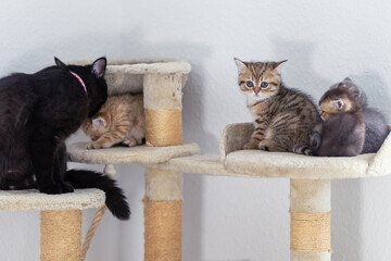 Playful kittens enjoy their time on scratching posts in a cozy indoor setting