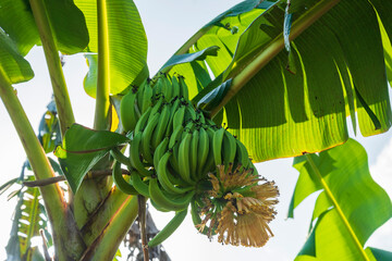 Bananas growing in lush green forests of St Lucia
