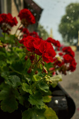 Bunch of red flowers in a pot. Rain.