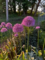 Alliums in the garden