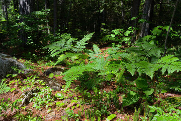 Fototapeta premium A detailed view of ferns and various plants growing on a sun-dappled forest floor