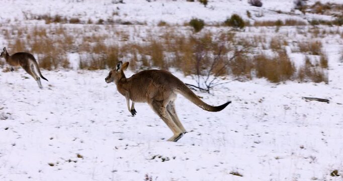 A young brown furred Eastern Grey Australian kangaroo bounding away in a snow covered field on the far South Coast of Australia. Captured in slow motion near the Eucumbene River.