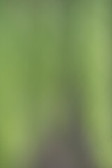 Shades of Green Abstract Background