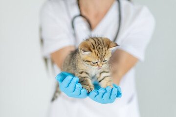 Medical professional caring for a curious striped kitten in a clinic setting during daylight hours